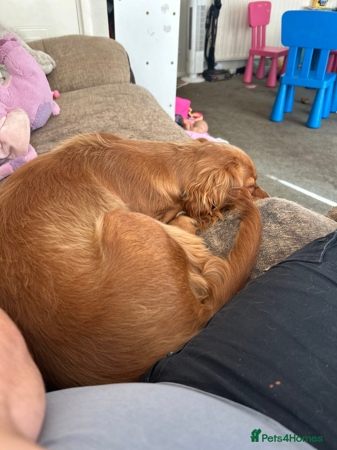 Cocker Spaniel dogs for sale: Simba - family cocker spaniel - Image 5