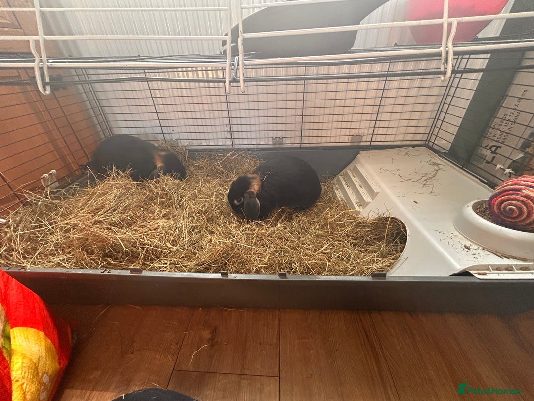 Mini Lop rabbits for sale: 2 mini lip female rabbits  - Image 6
