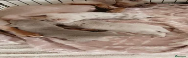 Dachshund Puppy 8