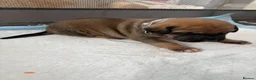 Mixed Breed dogs for sale: Hybrid Mastiffs (Ready in 6 weeks) - Advert 20