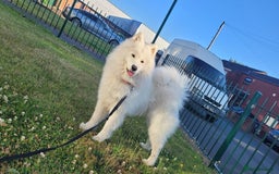 Samoyed dogs for stud: *KC*Beautiful Samoyed For Stud {PROVEN} in Walsall - Image 2