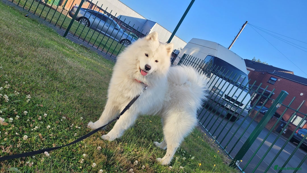 Samoyed dogs for stud: *KC*Beautiful Samoyed For Stud {PROVEN} in Walsall - Image 2