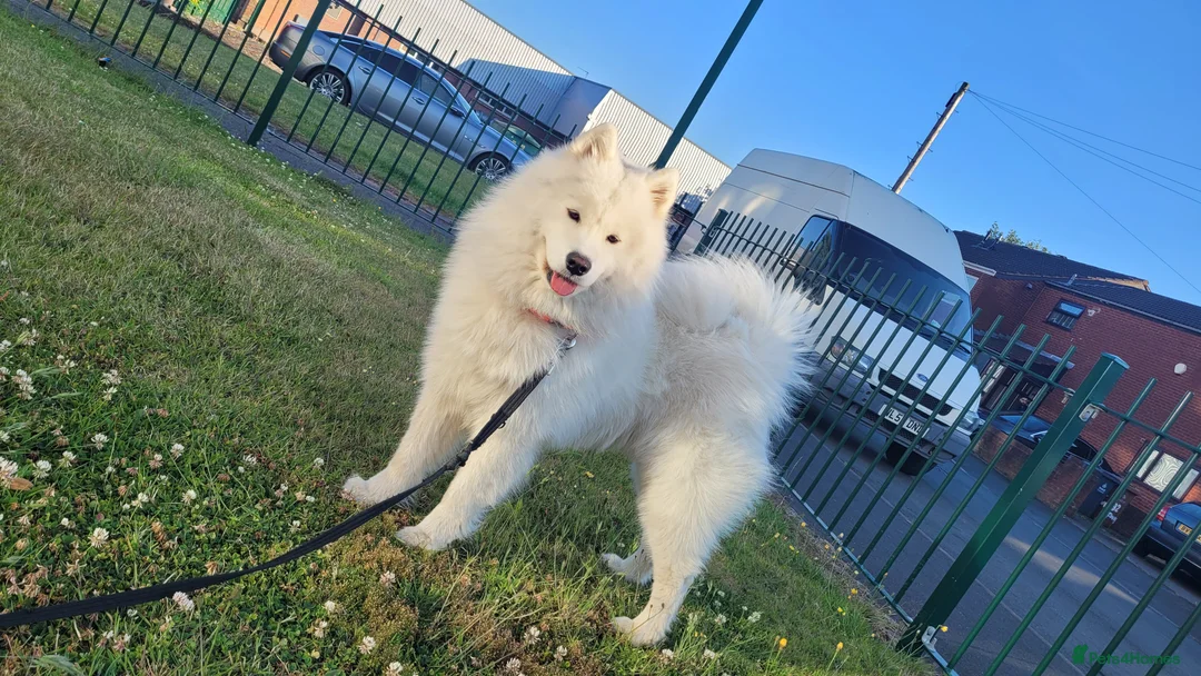 Samoyed dogs for stud: *KC*Beautiful Samoyed For Stud {PROVEN} in Walsall - Advert 2