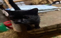 Mixed Breed cats for sale: Two Kittens for sale.  - Image 2