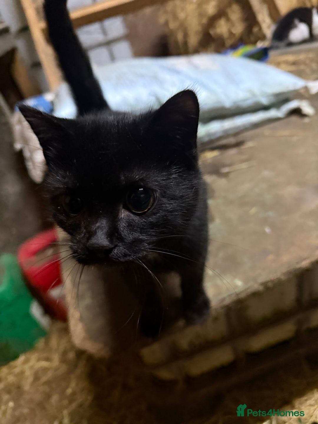 Mixed Breed cats for sale: Two Kittens for sale.  - Image 2