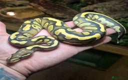 Python Snake reptiles for sale: Baby Royal Pythons born July 2025 - Advert 3