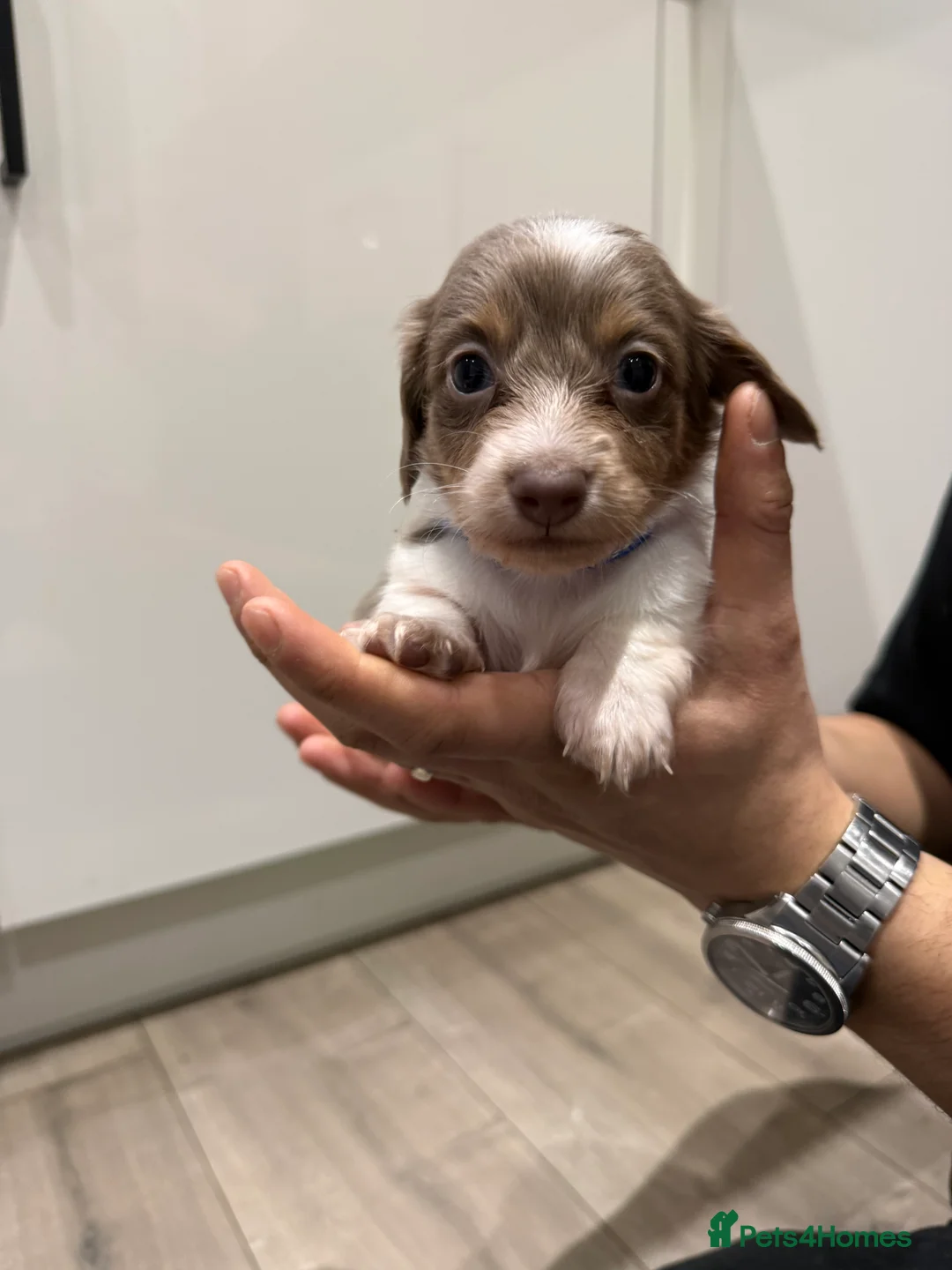 Miniature Dachshund dogs for sale: Stunning KC litter of Longhaired Minnies  - Advert 5