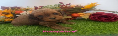 Pumpkin