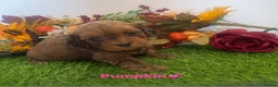 Cavapoo dogs for sale: F1 toy cavapoo puppies  - Advert 25