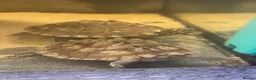 Turtle reptiles for sale: Ouachita Map Turtles  - Advert 3