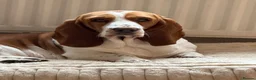 Basset Hound dogs for stud: Bassett hound for stud in Loughborough - Advert 4
