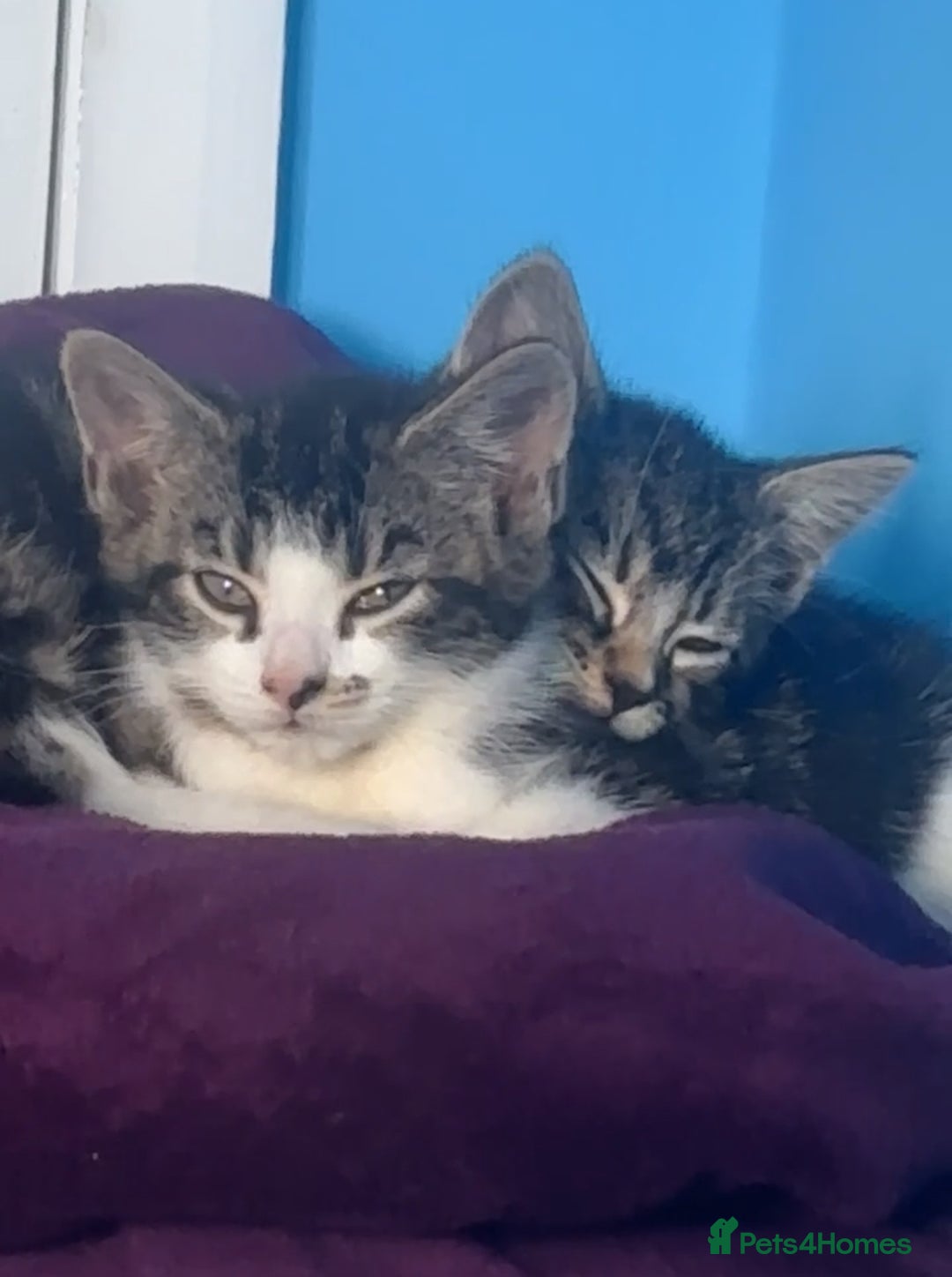 American Shorthair cats for sale: tabby kitten for sale - Advert 2