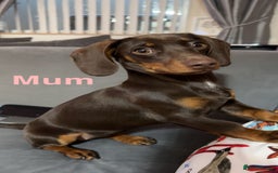 Dachshund dogs for sale: 5 dachshund puppies - Image 6