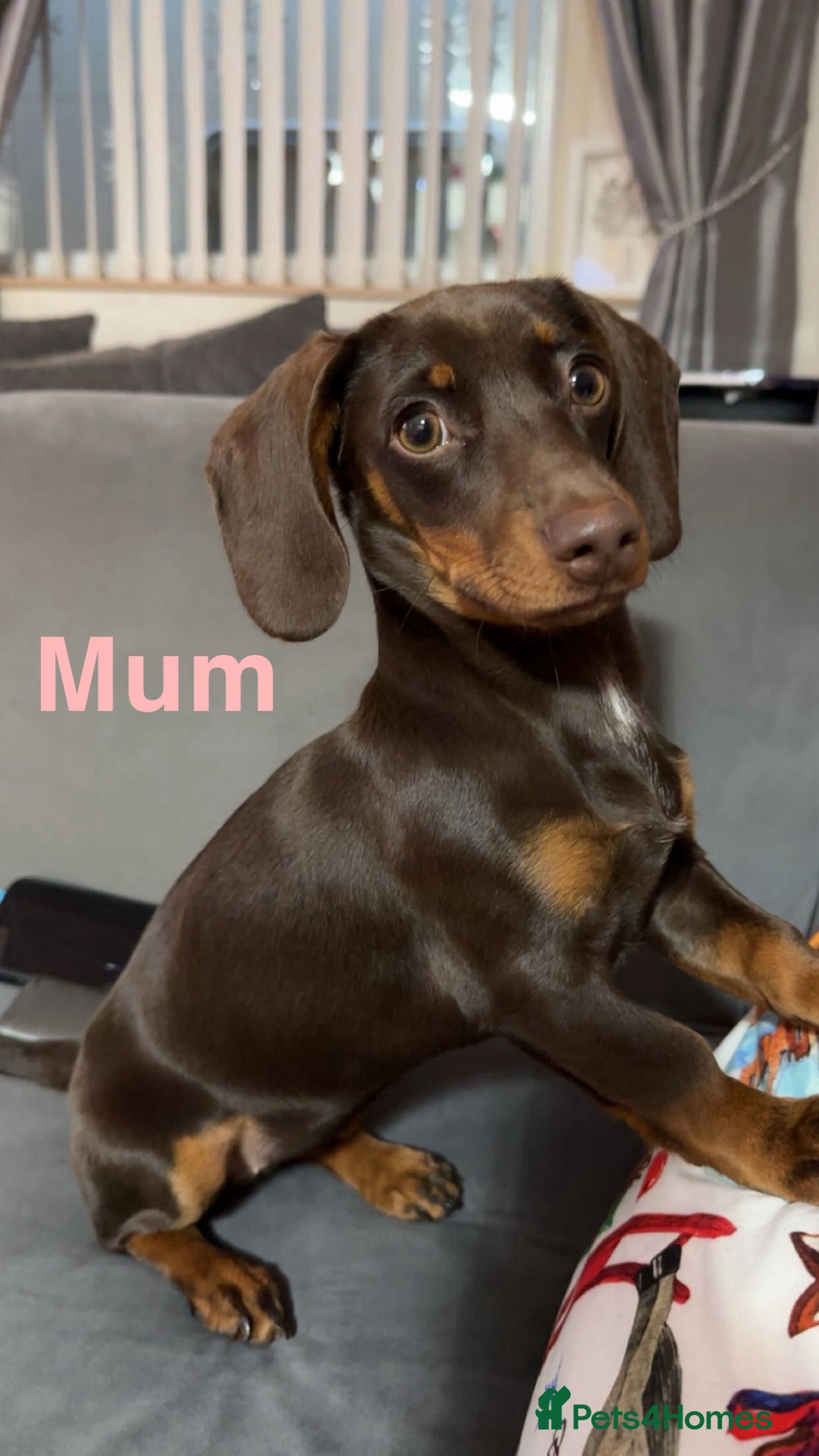 Dachshund dogs for sale: 5 dachshund puppies - Image 6