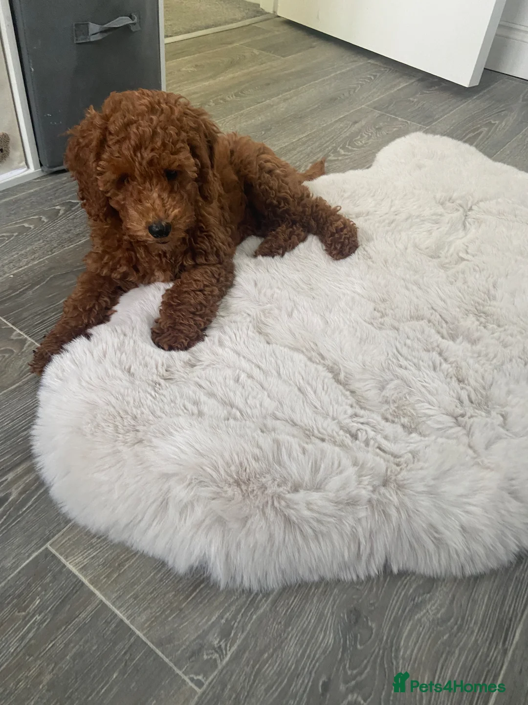 Cockapoo dogs for sale: Beautiful cockapoo girl  in Godalming - Advert 1