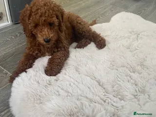 Cockapoo dogs Beautiful cockapoo girl - Advert 2