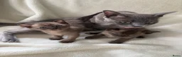 Burmese cats for sale: GCCF Pedigree Burmese kittens from East London  in Hornchurch - Advert 4