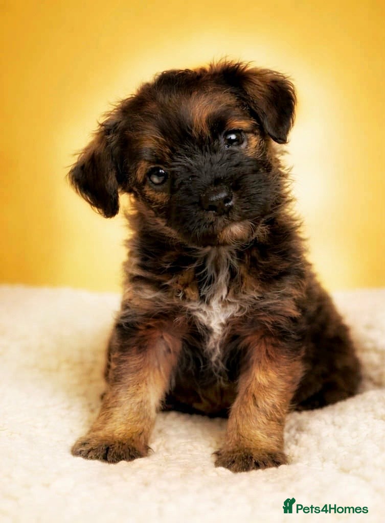 Border Terrier dogs Two Stunning Border Teddy Boys - Advert 1