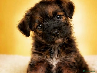 Border Terrier dogs Two Stunning Border Teddy Boys - Advert 2