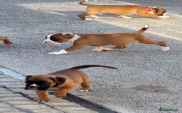 Boxer dogs for sale: Boxer pups  - Image 13