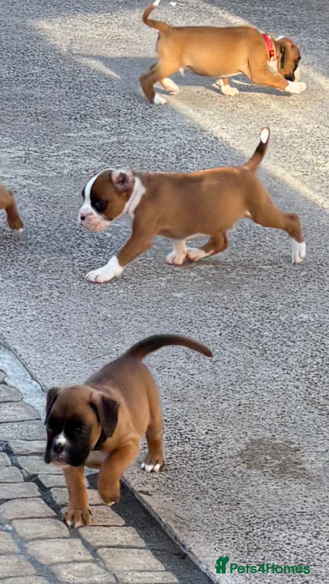 Boxer dogs for sale: Boxer pups  - Image 13