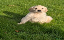 Mixed Breed dogs for sale: Stunning Golden Mountain pup's  - Advert 4