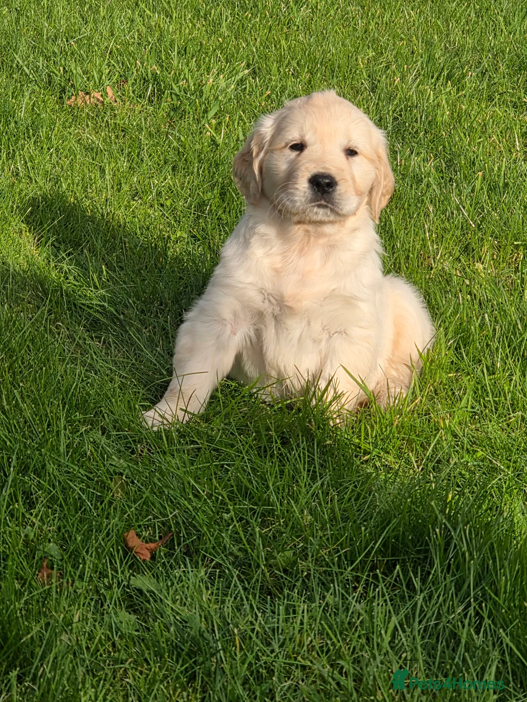 Mixed Breed dogs for sale: Stunning Golden Mountain pup's  - Advert 4