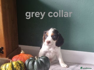 Cocker Spaniel dogs - Advert 8