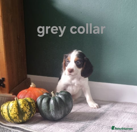 Cocker Spaniel dogs - Advert 16