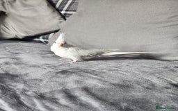 Cockatiels birds for sale: 2 cockatiels for sale - Image 7