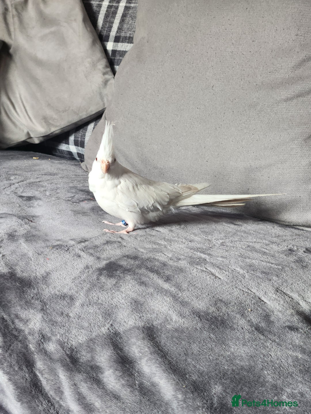 Cockatiels birds for sale: 2 cockatiels for sale - Image 7