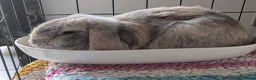 Mini Lop rabbits for sale: Beautiful Bunnies.  - Advert 3