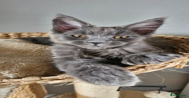 Maine Coon cats - Advert 8