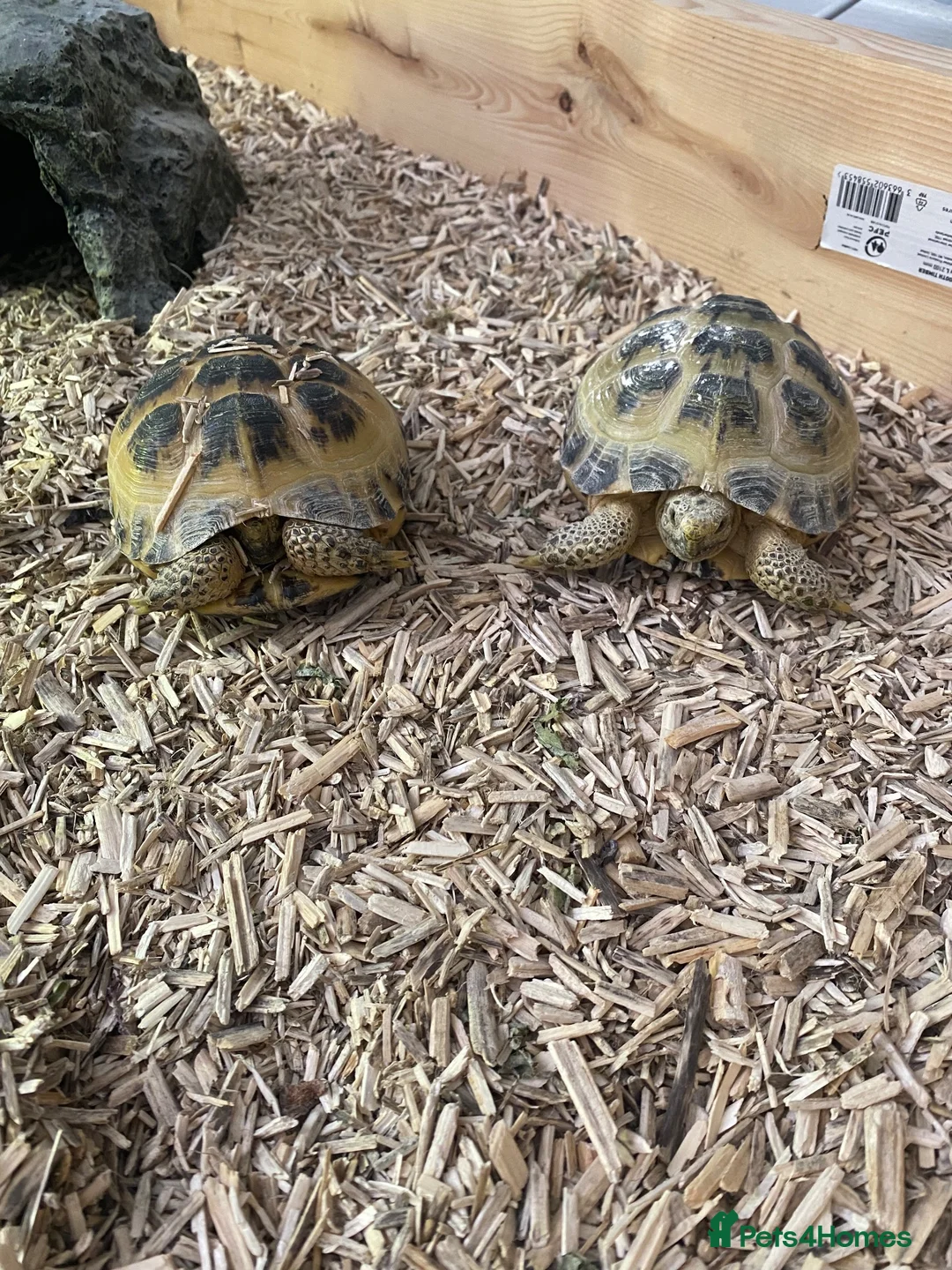 Tortoise reptiles for sale: Horsefield Tortoises in Forfar - Advert 1