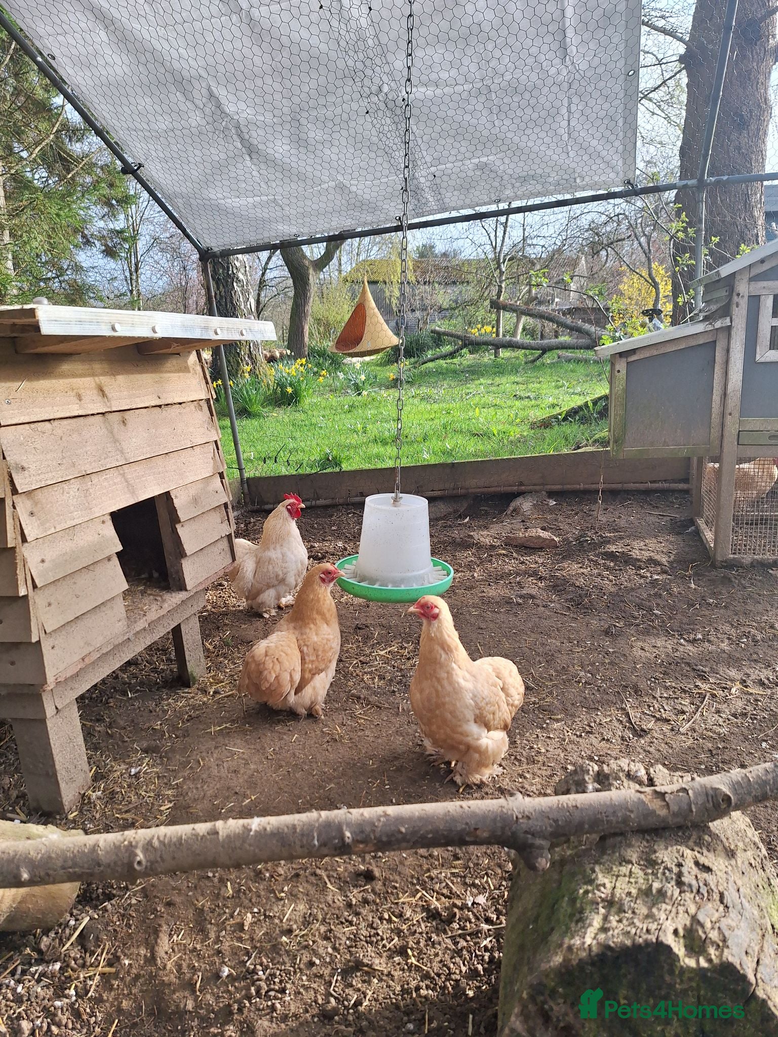 Chickens poultry Lemon pekin bantam pue breed  - Advert 1