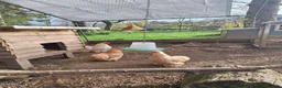 Chickens poultry for sale: Lemon pekin bantam pue breed  in Etchingham - Advert 1