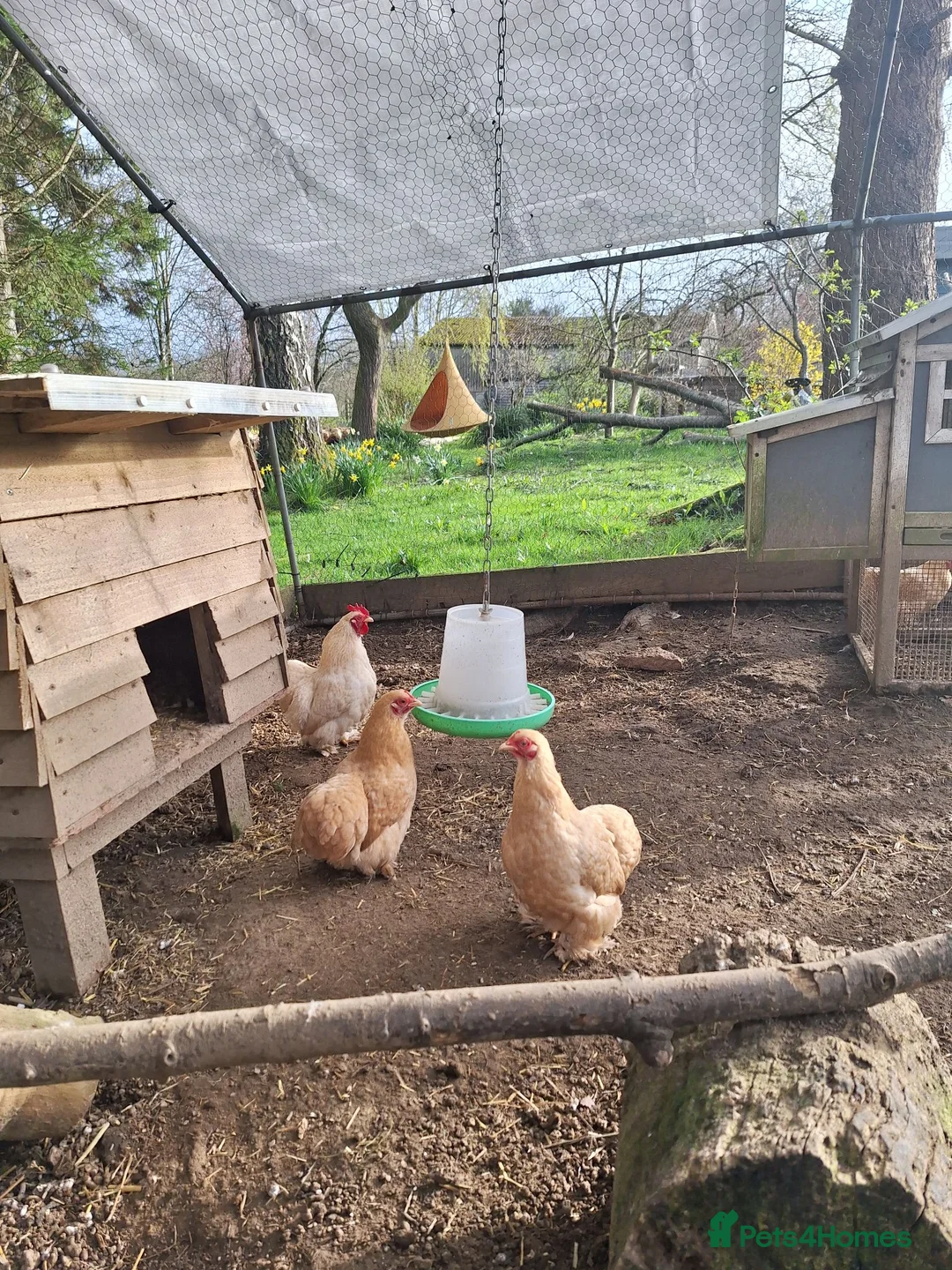 Chickens poultry for sale: Lemon pekin bantam pue breed  in Etchingham - Advert 1