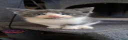 Mixed Breed cats for sale: Kittens for sale! - Advert 4