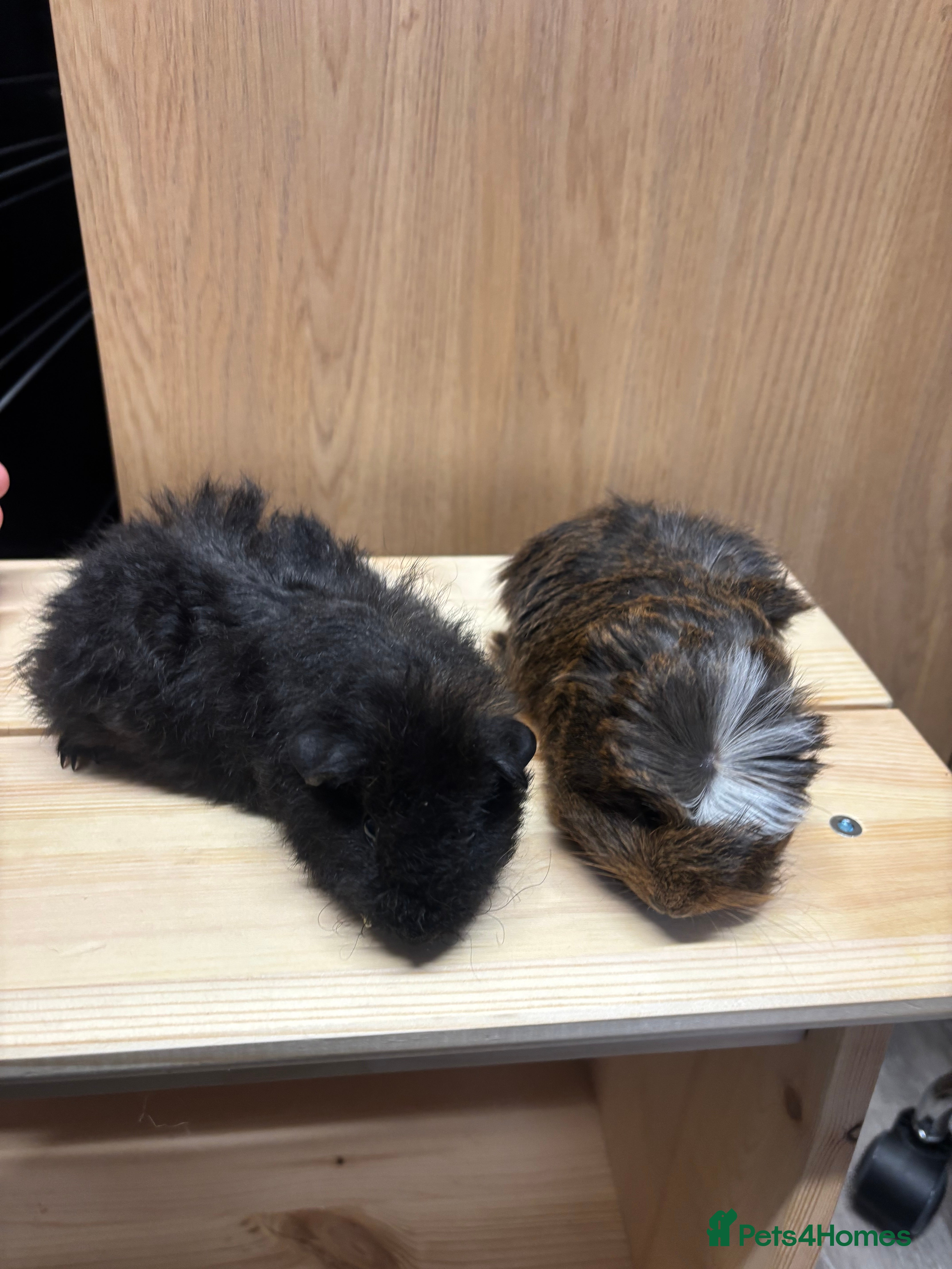 Guinea Pig rodents Last 4 boys remaining! £20 Each! - Advert 9