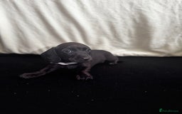 Dachshund dogs for sale: Miniature Dachshund Puppies  - Image 15