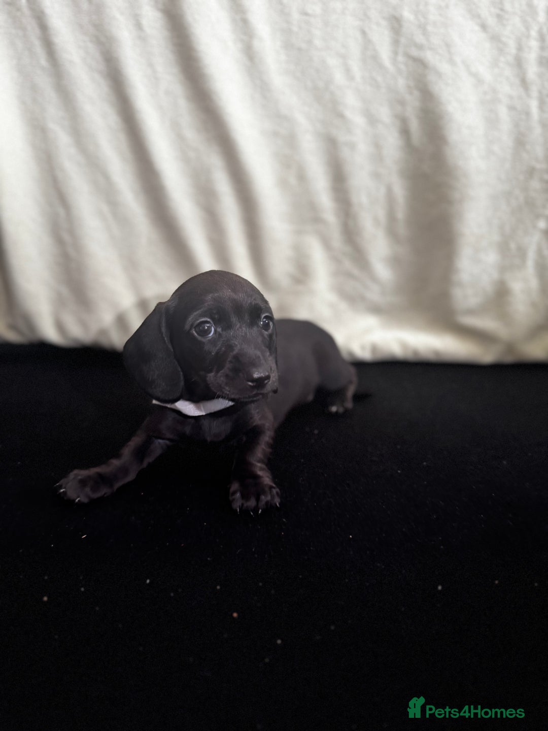 Dachshund dogs for sale: Miniature Dachshund Puppies  - Image 15