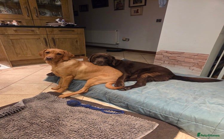 Labrador Retriever dogs - Advert 4