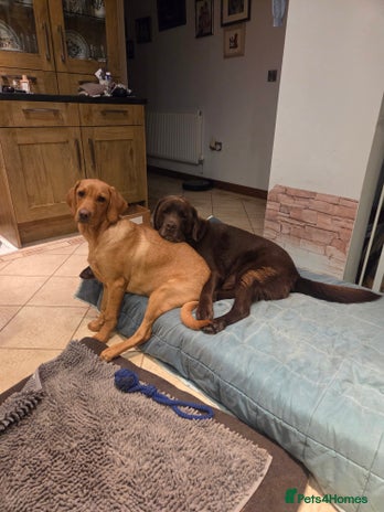 Labrador Retriever dogs - Advert 4