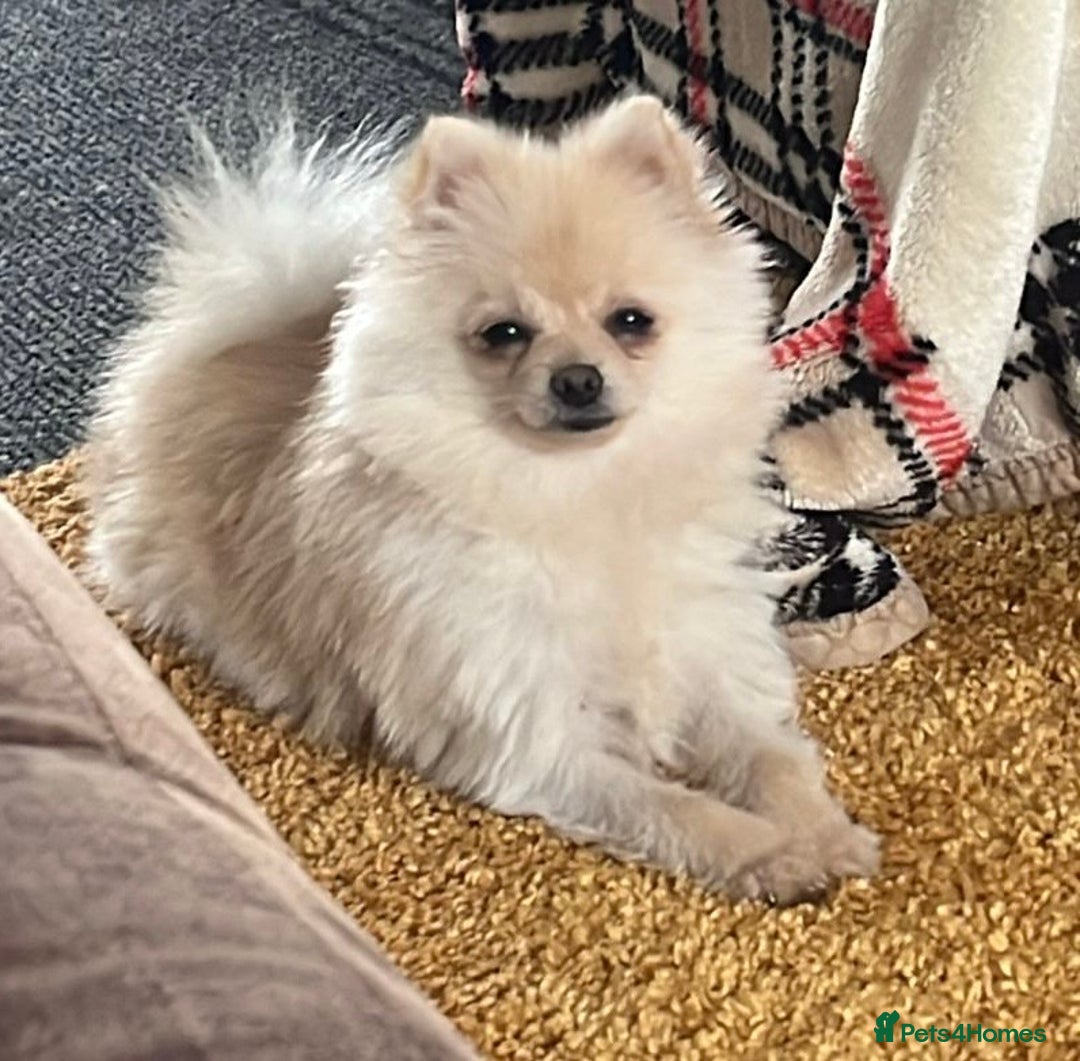 Pomeranian dogs for sale: Pomeranian puppy  - Advert 8