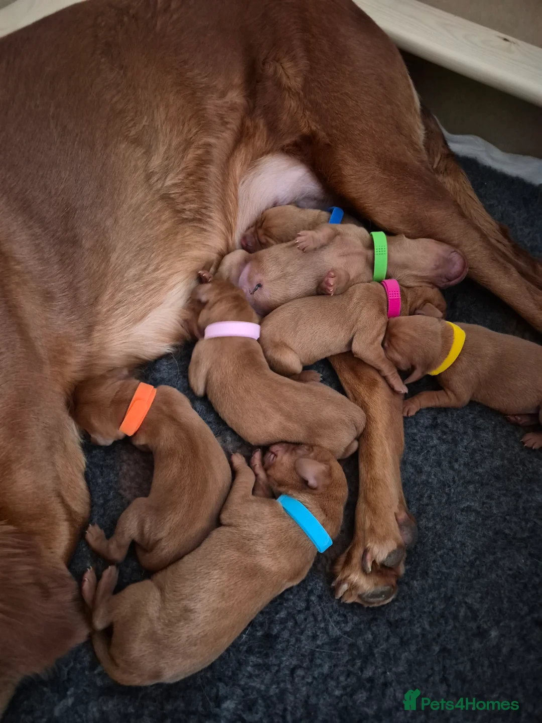 Hungarian Vizsla dogs for sale: Pedigree Vizsla Puppies in Doncaster - Advert 14