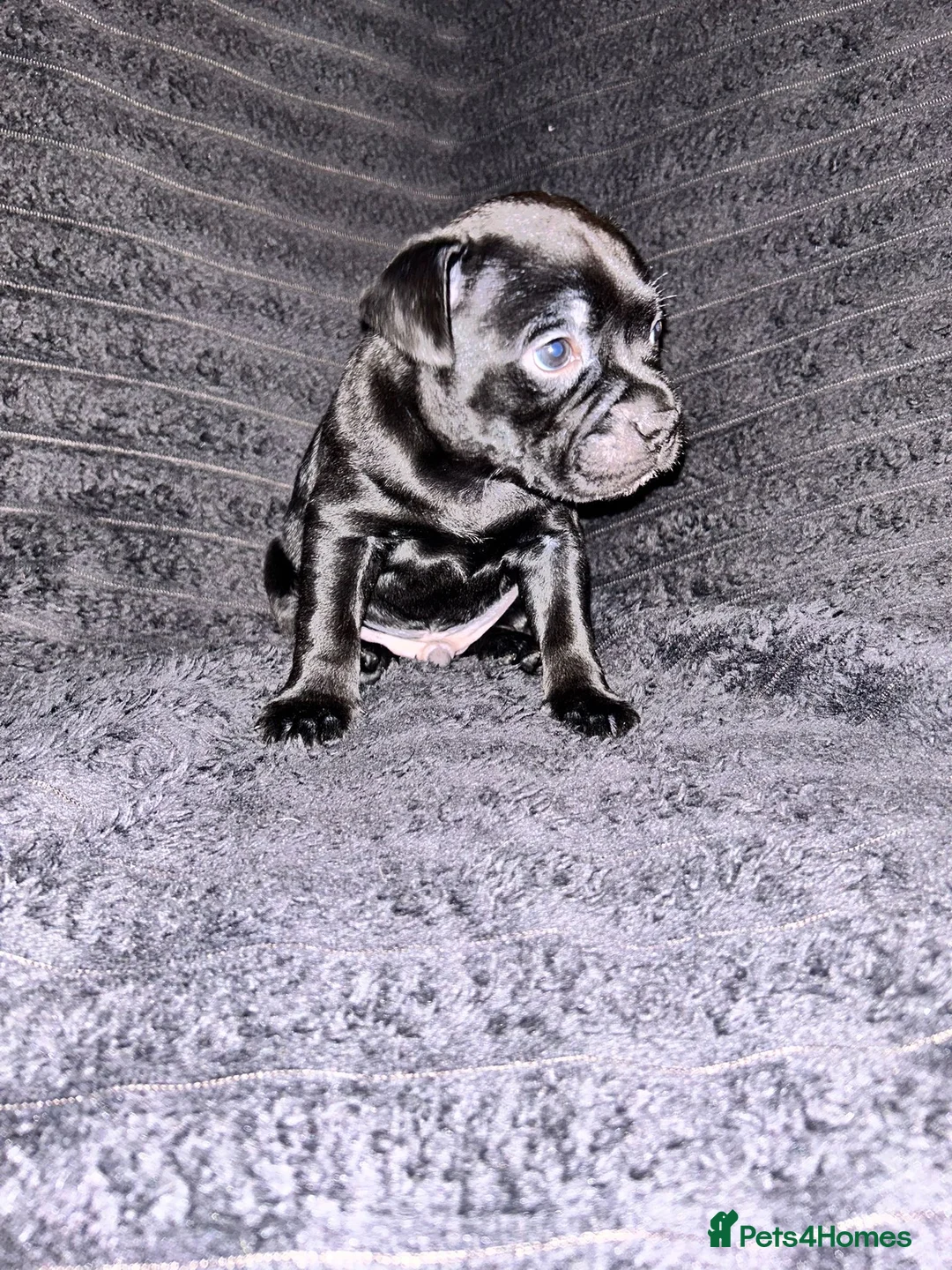 Staffordshire Bull Terrier dogs for sale: Blue and black staff puppies  - Advert 6