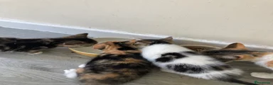 Mixed Breed Kitten 4