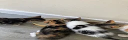 Mixed Breed cats for sale: Kittens -Ready now in Mold - Advert 3