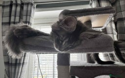Maine Coon cats for sale: GCCF & TICA Reg Affectionate Maine Coon kittens - Image 23