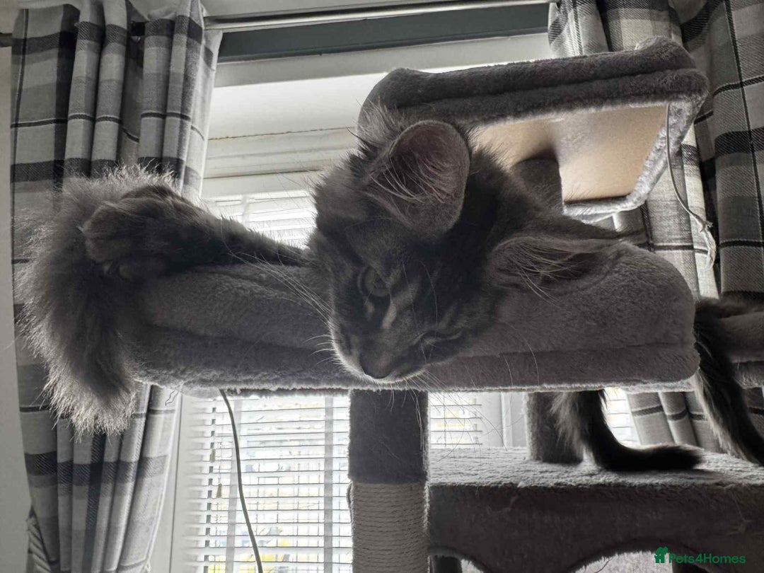 Maine Coon cats for sale: GCCF & TICA Reg Affectionate Maine Coon kittens - Image 23